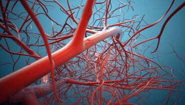 Vascular Health: Understanding the Importance of Your Circulatory System